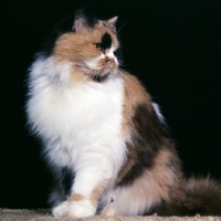 Picture of ch pathfinders posy, tortoiseshell and white cat