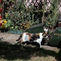 Picture of ch pathfinders rachel, tortoiseshell and white short haired cat with kitten