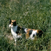 Picture of ch pathfinders rachel, tortoiseshell and white short haired cat in long grass