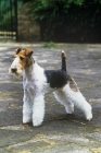 Picture of ch penda passion at louline (trixie), wire fox terrier standing on a path