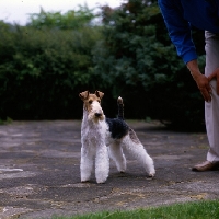 Picture of ch penda passion at louline, 
wire fox terrier standing on a path