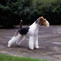 Picture of ch penda passion at louline, wire fox terrier standing on a path