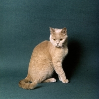 Picture of ch pensylva flaxen nymph, British Shorthair short hair cream cat looking over her shoulder