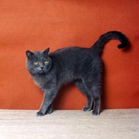 Picture of ch pensylva mirus, british blue cat with curled tail