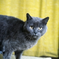Picture of ch pensylva mirus, british blue cat looking at camera