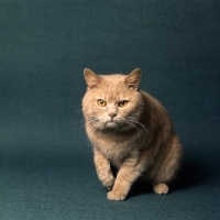 Picture of ch pensylva prince d'or, British Shorthair short hair cream cat walking to camera