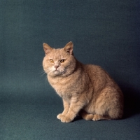 Picture of ch pensylva prince d'or, British short hair cream cat