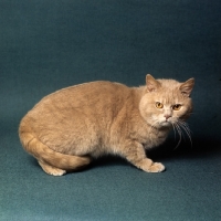 Picture of ch pensylva prince d'or, British short hair cream cat