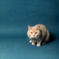 Picture of ch pensylva prince d'or, short hair cream cat crouching low