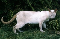 Picture of ch pi-den zeus, lilac point siamese cat prowling in a garden