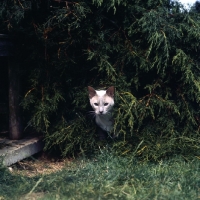 Picture of ch pi-den zeus, lilac point siamese cat