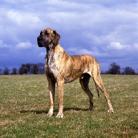 Picture of ch picanbil pericles,   great dane standing in a field