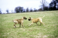 Picture of ch picanbil pericles and another, great danes playing in field