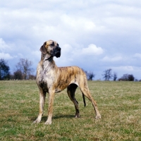 Picture of ch picanbil pericles, great dane standing in a field