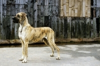 Picture of ch picanbil pericles, great dane 