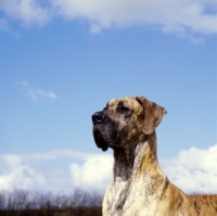 Picture of ch picanbil pericles, great dane portrait