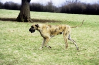 Picture of ch picanbil pericles, great dane trotting in field