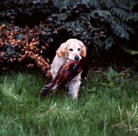 Picture of ch pippa of westley, golden retriever retrieving a pheasant