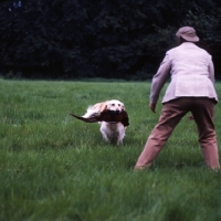 Picture of ch pippa of westley, golden retriever retrieving a pheasant to her owner