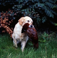 Picture of ch pippa of westley, golden retriever retrieving a pheasant