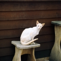 Picture of ch pitapat shane, red point siamese cat 