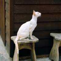 Picture of ch pitapat shane, red point siamese cat 