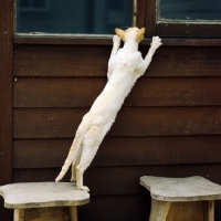 Picture of ch pitapat shane, red point siamese cat 