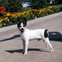 Picture of ch 'pr' rhinebold's laddie boy, toy fox terrier standing on a path
