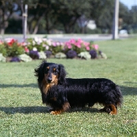 Picture of ch raleigh of bowerbank,  miniature long haired dachshund standing on grass