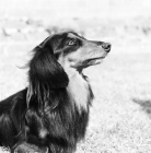 Picture of ch raleigh of bowerbank, miniature long haired dachshund