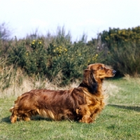 Picture of ch rebecca celeste of albaney,  long haired dachshund posed on grass