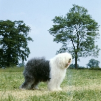 Picture of ch reculver christopher robin, old english sheepdog