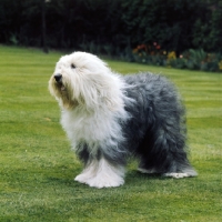 Picture of ch reculver little rascal (cuddles) old english sheepdog