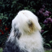 Picture of ch reculver little rascal (cuddles), old english sheepdog with head on one side
