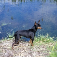 Picture of ch reeberrich katydid , english toy terrier standing by water in fenlands