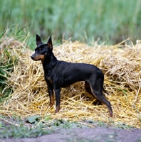 Picture of ch reeberrich katydid, english toy terrier standing on straw