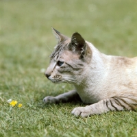 Picture of ch reoky cheetah, siamese tabby point (chocolate) cat