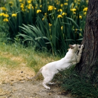 Picture of ch reoky jnala, tabby point siamese cat sharpening his claws on a tree