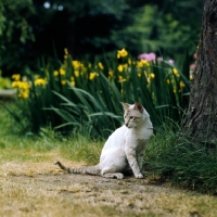 Picture of ch reoky jnala, tabby point siamese cat with daffodils