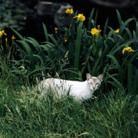 Picture of ch reoky jnala, tabby point siamese cat in a garden