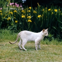 Picture of ch reoky jnala, tabby point siamese cat