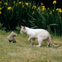 Picture of ch reoky jnala, tabby point siamese cat looking at a kitten