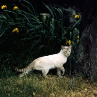 Picture of ch reoky jnala,tabby point siamese cat prowling