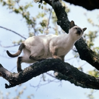 Picture of ch reoky shim-way, chocolate point siamese cat