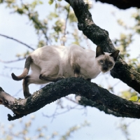 Picture of ch reoky shim-way, chocolate point siamese cat in tree