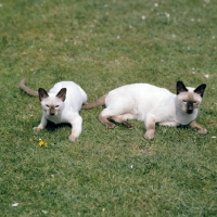 Picture of ch reoky shim-way, chocolate point siamese cat with young friend