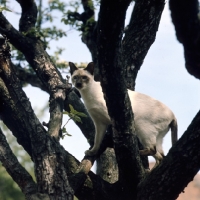 Picture of ch reoky shim-way, chocolate point siamese cat