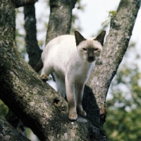 Picture of ch reoky shim-way, chocolate point siamese cat