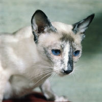 Picture of ch rivendell apache, tortoiseshell point siamese cat