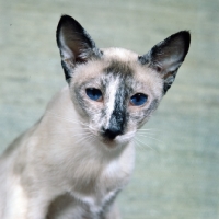 Picture of ch rivendell apache, tortoiseshell point siamese cat portrait